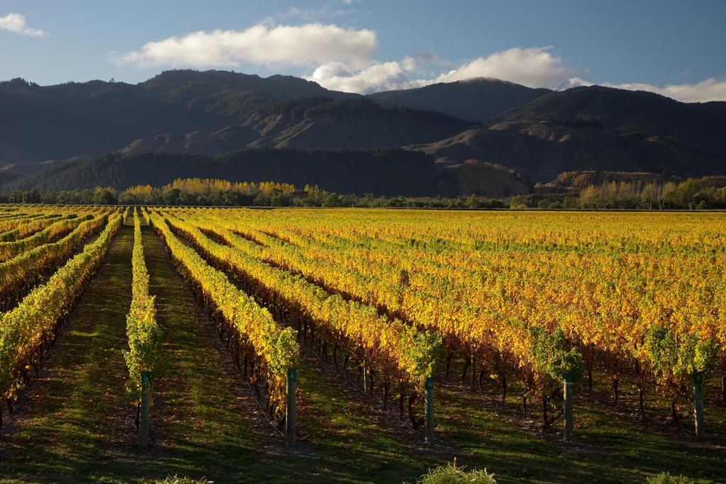 Hotel Vintners Retreat Blenheim Esterno foto